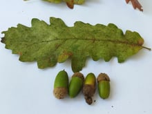 Four green nuts in scaly cups laid on white paper beneath a single green lobed leaf, a reddening leaf at the top edge.