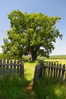 A single huge spreading tree in full leaf behind a weathered wooden picket fence with its gate open, wooded hills on the horizon.