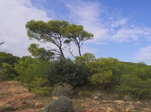 Two tall pines with umbrella crowns rising over low scrub and red-ochre rock under a mostly blue sky.