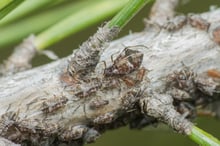 A grey twig thickly lined with small insects, long green needles crossing the frame in front of them.