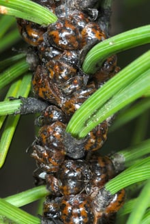 A close view of a twig packed end to end with rounded brown bodies, green needles fanning out on either side.