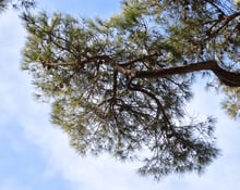 The spreading flat crown of a pine seen from directly below against a pale sky.