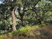 Three trees with grey fissured trunks and greyish lobed leaves on a slope of ferns and dry grass, wooded hills behind in warm low light.
