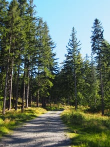 A path of pale gravel in low sunlight, tall straight trunks either side, and a strip of blue sky above.