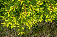 Spruce branches whose tips are covered in bright yellow-green new shoots against darker older needles.