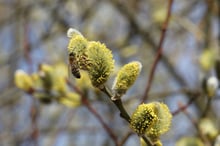 A honey bee clinging to a yellow, pollen-tipped catkin on a bare twig against a soft blue-grey background.
