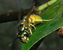 A yellow-and-black wasp head-down on a green willow leaf.