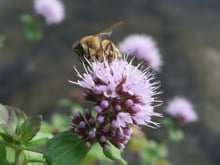 A honey bee feeding at a pale lilac globe of mint flowers, more flower heads blurred behind.