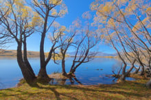 Leaning willow trunks with golden leaves standing in shallow lake water, tussock hills behind.