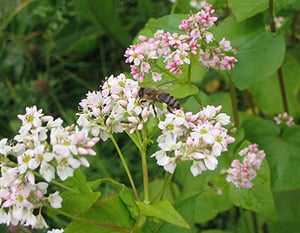 Buckwheat with Honey Bee