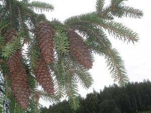 Norway Spruce