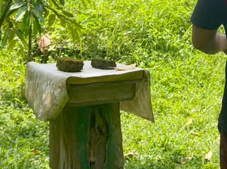Lipecep stingless bee house. A covered wooden box on a vertical hollow log.