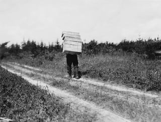 Black-and-white photograph of a man on a dirt track through low blueberry scrub, a tall stack of wooden berry boxes on his shoulders