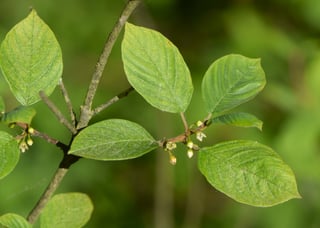 A branch of alder buckthorn with oval leaves and clusters of small greenish flowers at the leaf joints.