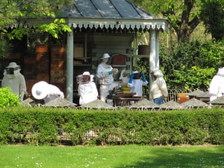 Several people in white beekeeping veils working at hives under an open-sided garden pavilion.