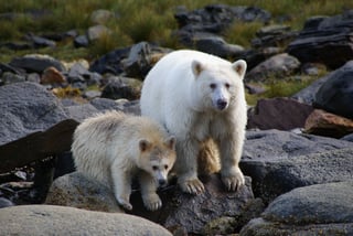 A white-coated black bear and a smaller cub standing on wet boulders above a shoreline.
