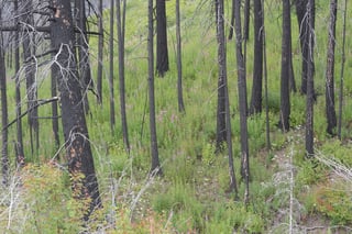 Blackened standing tree trunks over a green understorey, with pink fireweed spikes scattered through it.