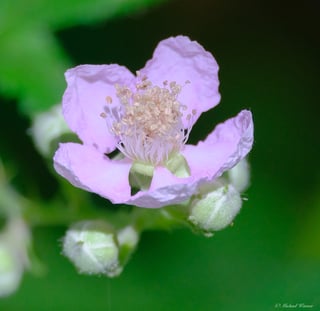 A pale pink five-petalled blackberry flower opened flat, its centre filled with a dense ring of pale stamens.