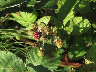 A blackberry cluster on a thorned cane bearing green, red and nearly black fruit at once, among toothed leaves.