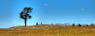 A wide view across low russet and green blueberry plants to a rise with a single wind-bent pine under a blue sky.