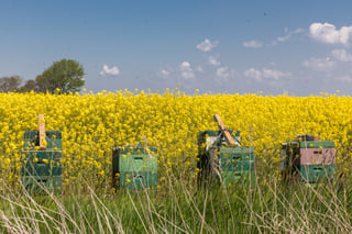Four stacked wooden beehives standing in long grass at the edge of a field of yellow rapeseed in full flower, with many bees flying above under a blue sky.