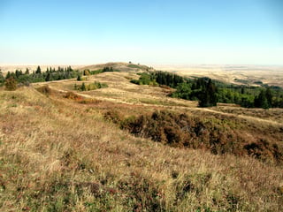 Rolling tan and russet grassland on a high plateau with dark spruce and golden aspen along its slopes, and a flat pale plain stretching to the horizon far below under a clear sky.