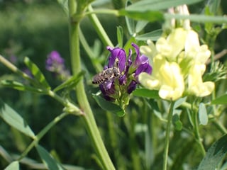 A small grey bee on a purple alfalfa flower, with pale yellow alfalfa flowers beside it among green stems.