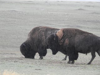 Two dark plains bison bulls side-on on short grey-green grass in the rain, one with its head down grazing, the other pushing against its flank, a low rise behind.
