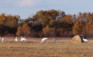 Eight tall white cranes with black wingtips and red crowns feeding on a harvested stubble field beside a round hay bale, with a bluff of orange autumn aspens behind.