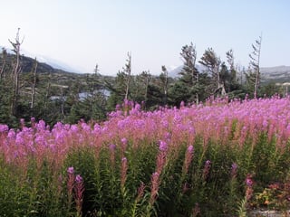 A hillside of pink fireweed in full bloom, wind-shaped spruce trees, a lake and hazy mountains behind under a pale sky.
