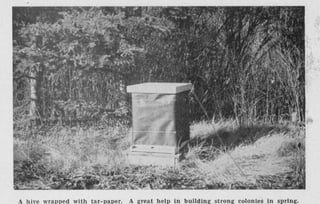 A single beehive wrapped in dark tar-paper standing in dry grass before spruce and poplar bush, with a printed caption beneath.