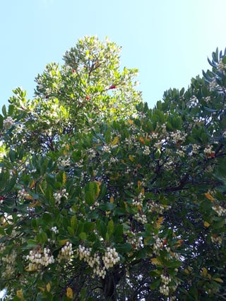 A strawberry tree branch bearing clusters of small white bell-shaped flowers and round red ripening fruit at the same time.