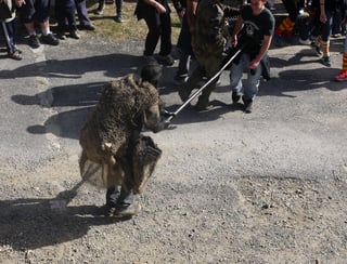 A man sewn into a raw sheepskin, on all fours and led on an iron bar, moving through a dense crowd in a village street.