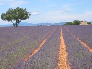 Long rows of lavandin in flower running to the horizon across an open plateau, with hills and a wide sky beyond.