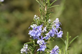 A rosemary bush in pale blue flower growing among stones and low scrub on dry ground in early spring.