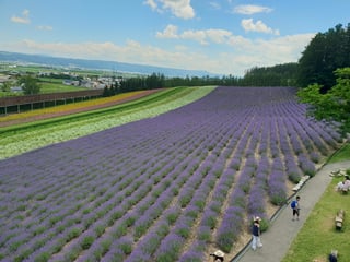 A sloping field of purple lavender in long rows beside colourful flower strips, with a path, visitors and a wide valley beyond.