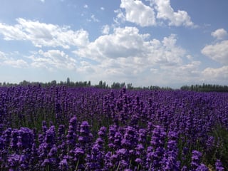 A dense field of deep violet lavender spikes under white clouds, a line of poplars behind.