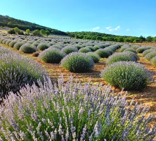 Rows of large rounded lavender bushes in flower on red stony ground, wooded hills and blue sky behind.