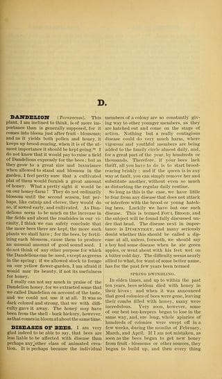 A yellowed printed page in two columns headed with the letter D, the left-hand column the entry on the dandelion.
