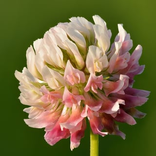 A single round alsike clover flower head, cream florets at the crown shading to deep pink at the base.
