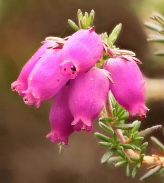 A cluster of large urn-shaped magenta bells of bell heather on a leafy stem.