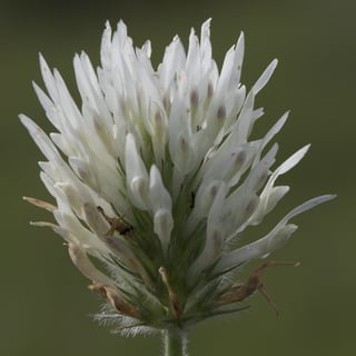 A single conical berseem flower head of narrow white florets on a hairy stem.
