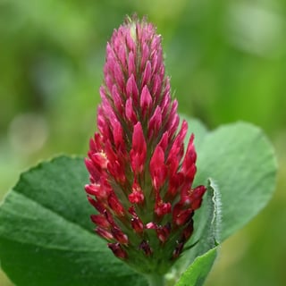 A single upright crimson clover spike of deep red florets, a green leaf behind it.