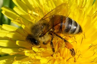 Close side view of a honey bee on the yellow florets of a dandelion, its body dusted with pollen and an orange pellet of pollen on its back leg.
