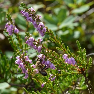A honey bee clinging head-down to a flowering shoot of ling with small pink-mauve flowers along the stem.