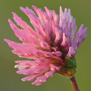 A single pink-purple red clover flower head seen from the side, dew on the florets.