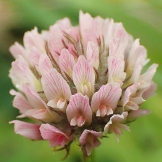 A single round strawberry clover flower head of pale pink florets veined in darker pink.