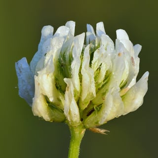 A single white clover flower head, dew on its florets, against a dark green background.