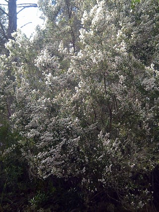 A tall shrub covered in white blossom, its crown rising beside tree trunks.