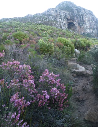 Pink-flowered shrubs along a rocky path below a sandstone cliff with a cave in it.